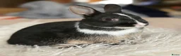 Netherland Dwarf rabbits for sale: Netherland Dwarf Baby Rabbits in Motherwell - Advert 5