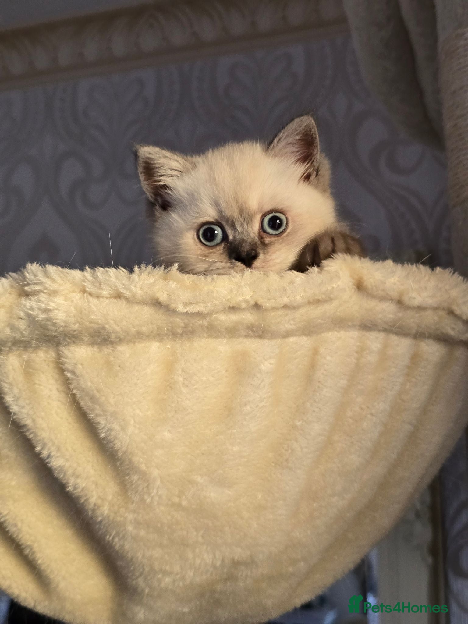Scottish Fold cats Scottish fold kittens 😸  - Advert 2