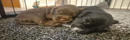 Cockapoo dogs for sale: Beautiful Cockapoo puppies - Advert 3