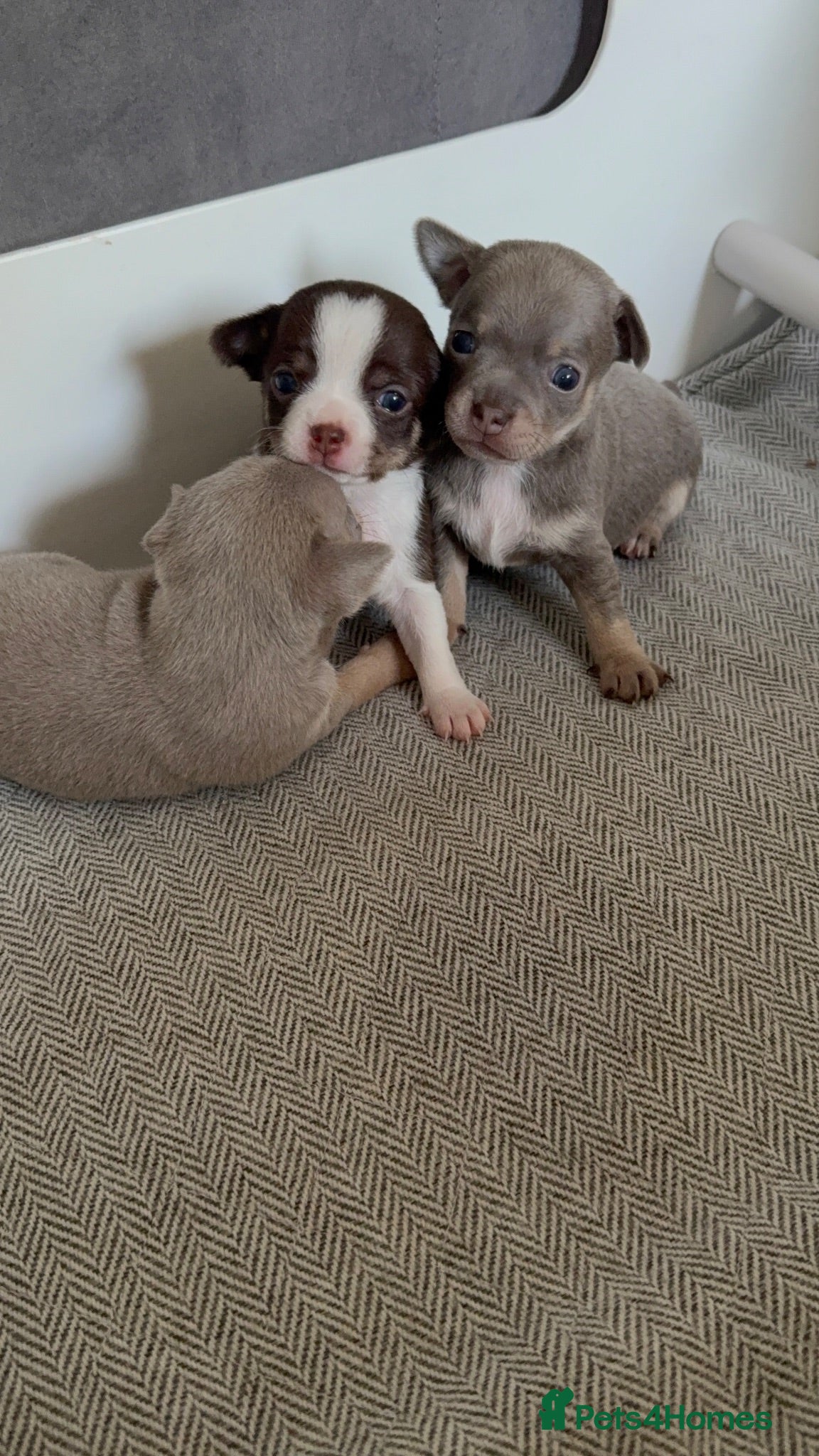 Chihuahua dogs  Beautiful Chihuahua Puppies  - Advert 12