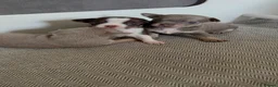 Chihuahua dogs for sale:  Beautiful Chihuahua Puppies  - Advert 3