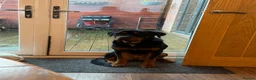 Rottweiler dogs for sale: Beautiful 5 year old Rottweiler  - Advert 3