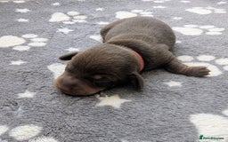 Miniature Dachshund dogs for sale: KC Registered miniature Dachshund Puppies - Image 4