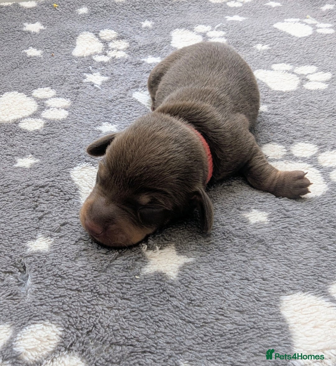 Miniature Dachshund dogs for sale: KC Registered miniature Dachshund Puppies - Image 4