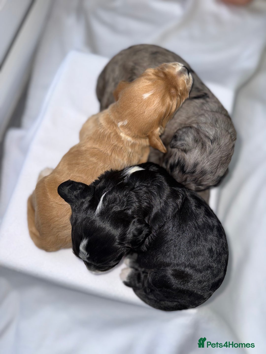 Cockapoo dogs for sale: F1 COCKAPOO PUPS - Advert 16