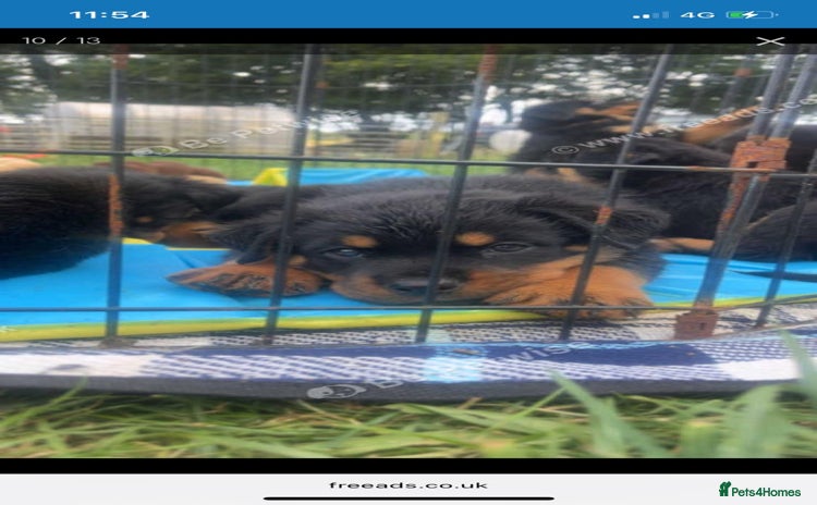 Mixed Breed dogs - Advert 5