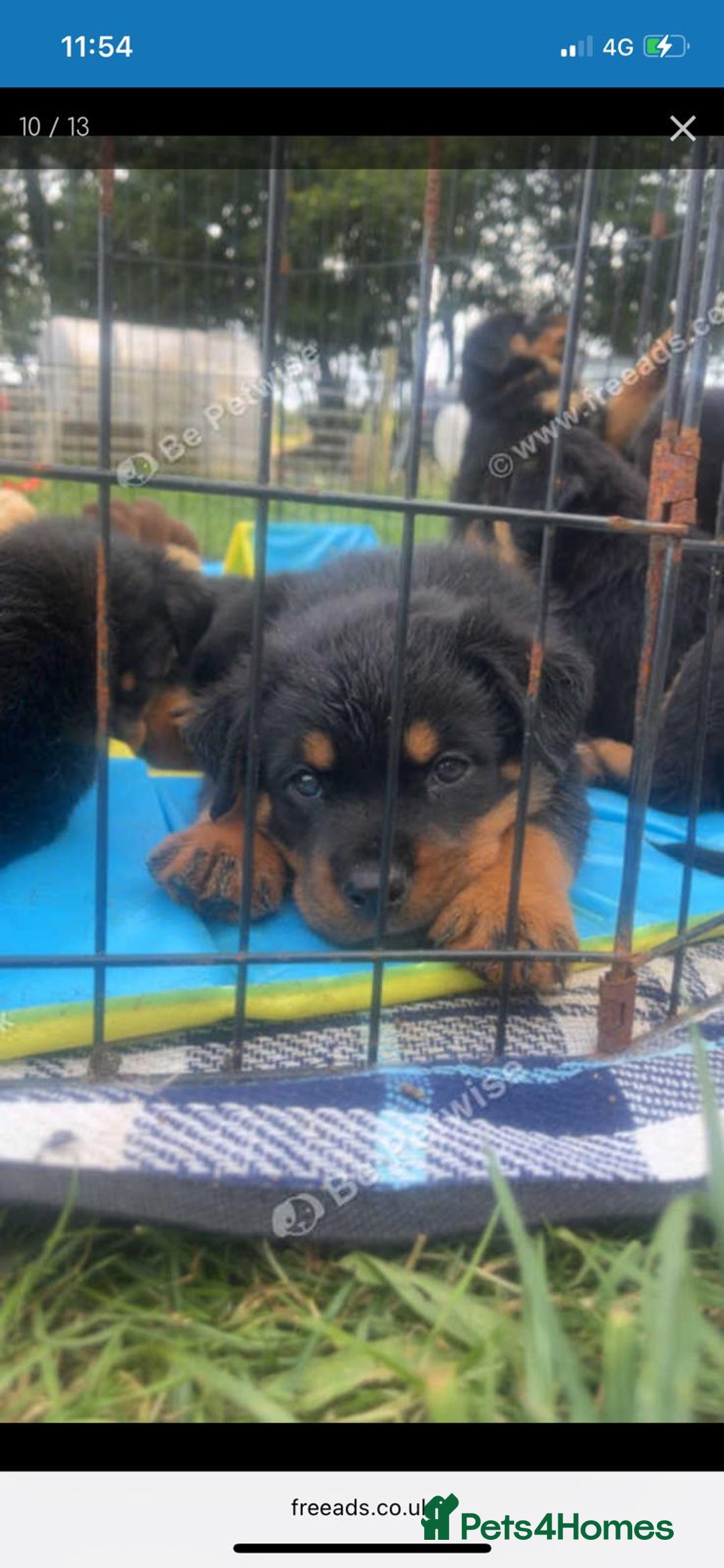 Mixed Breed dogs for sale: Rottweiler x German Shepherd pups ready to go  - Image 1