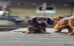 Dachshund dogs for sale: Red long-haired standard dachshund puppies - Image 36