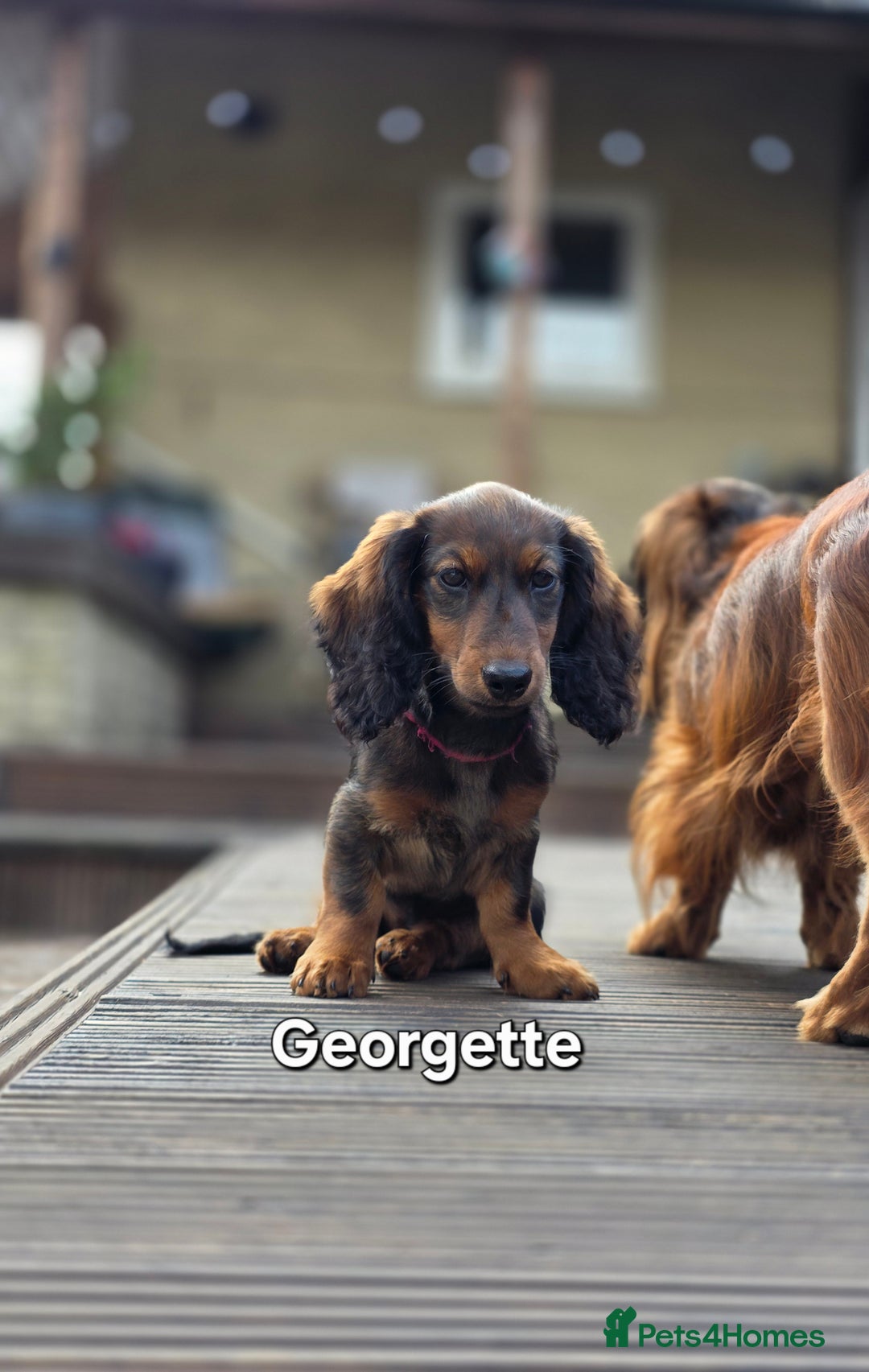 Dachshund dogs for sale: Red long-haired standard dachshund puppies - Image 36