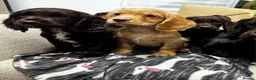 Cocker Spaniel dogs for sale: 🐾 Beautiful Working Cocker Spaniel Puppies 🐾 - Advert 11