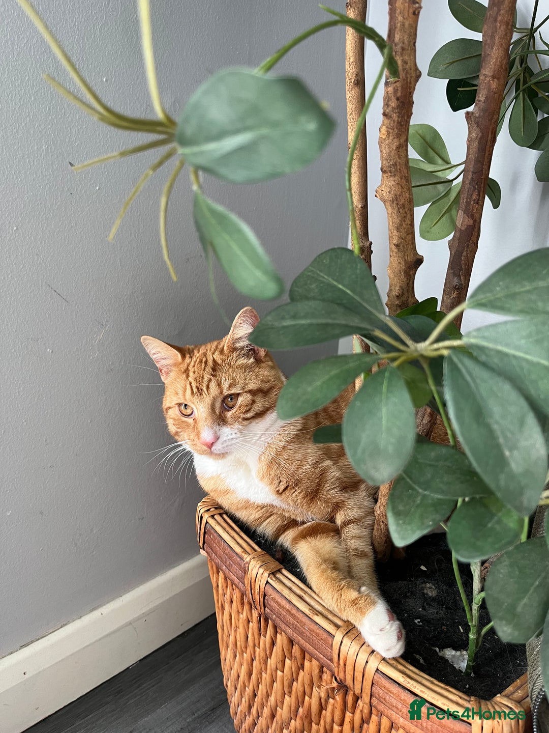 Mixed Breed cats for sale: My Myles  - Image 5