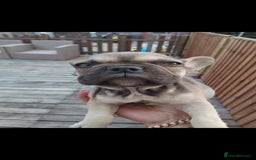 French Bulldog dogs for sale: French bulldog  - Image 8
