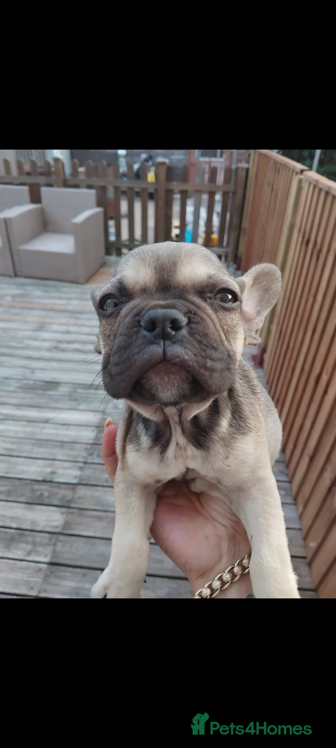 French Bulldog dogs for sale: French bulldog  - Image 8