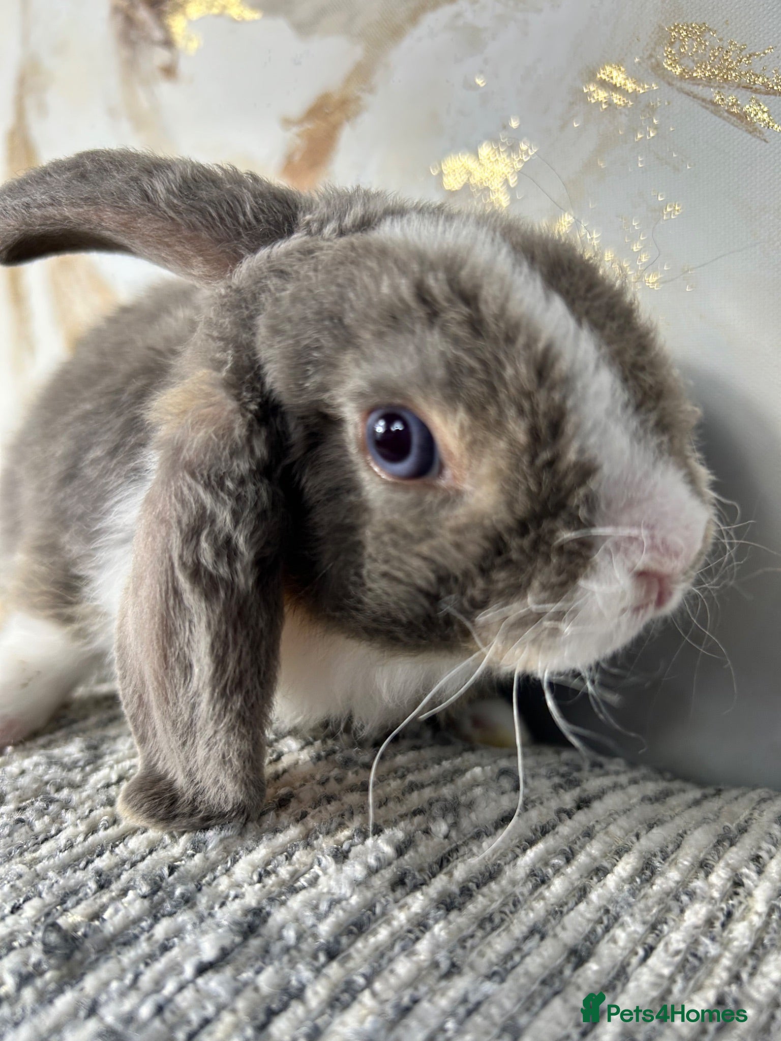 Mini Lop rabbits 🦋 Mini plush lop Babys 🦋 - Advert 2