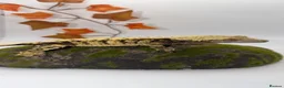 Gecko reptiles for sale: Various geckos available can come with full setup  - Advert 5