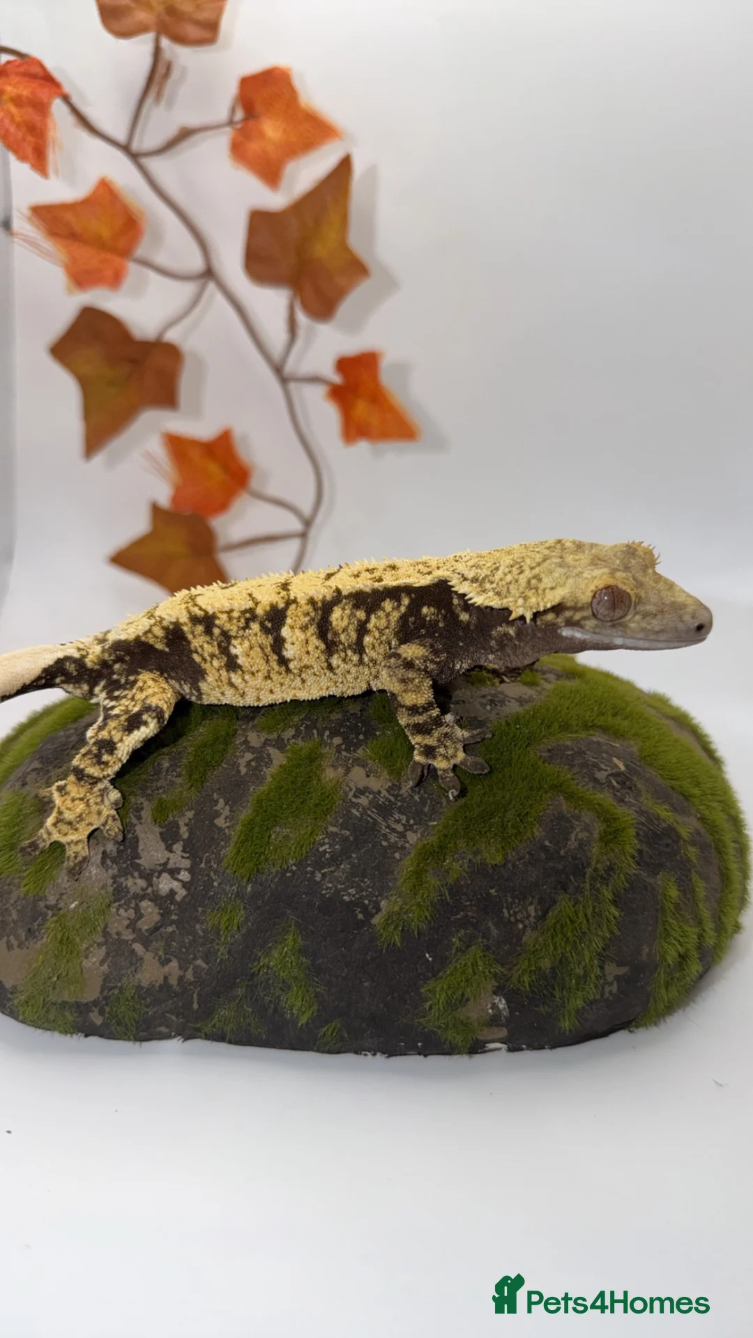 Gecko reptiles for sale: Various geckos available can come with full setup  - Advert 5