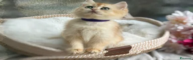 Purple collar