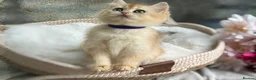 British Shorthair cats for sale: 💛Premium golden chinchilla bsh kittens 💛 - Advert 19
