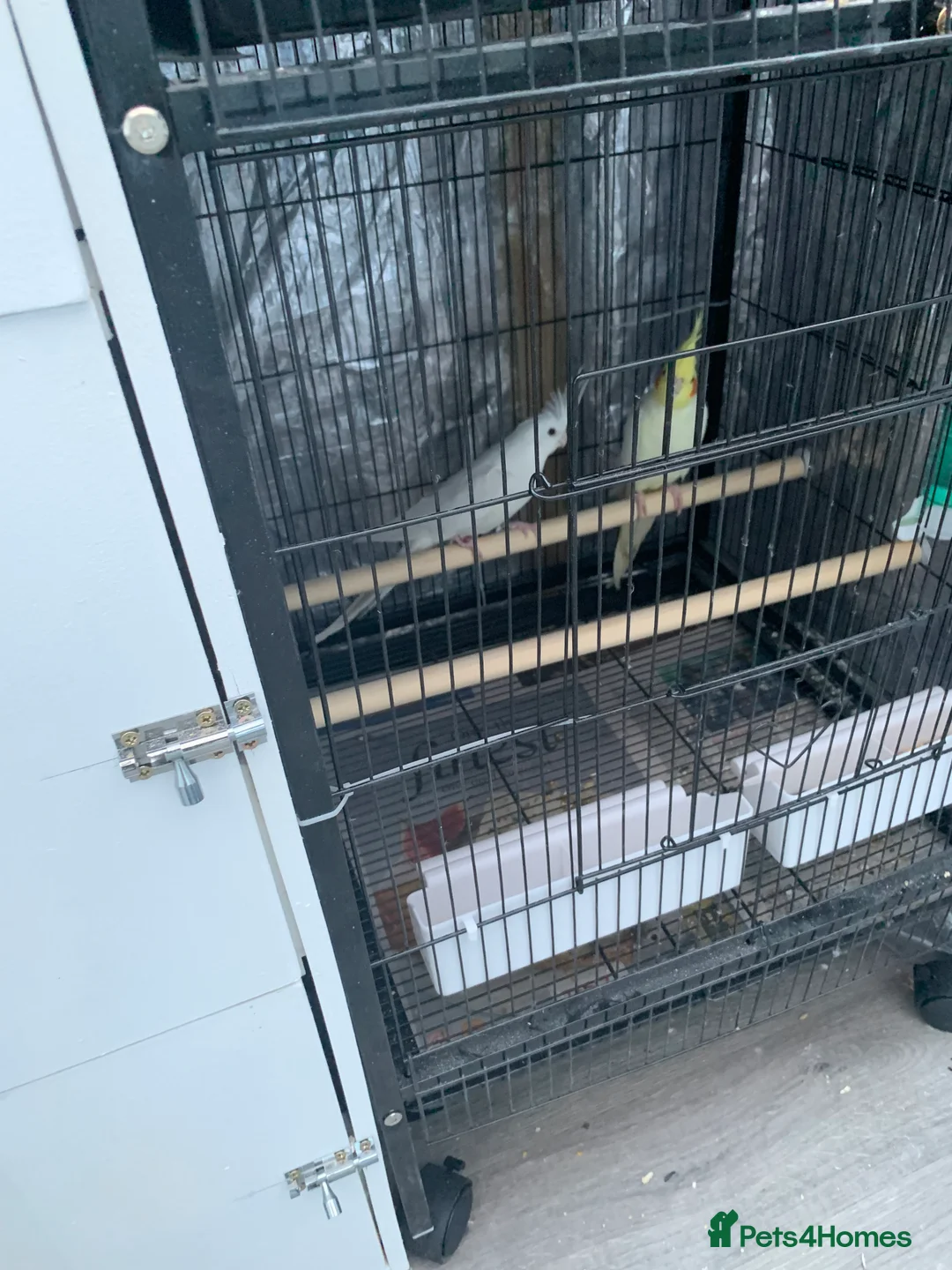 Cockatiels birds for sale: Cockatiel birds for sale - Advert 9