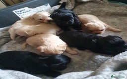 Chipoo dogs for sale: Beautiful Chipoo puppies.  - Image 2