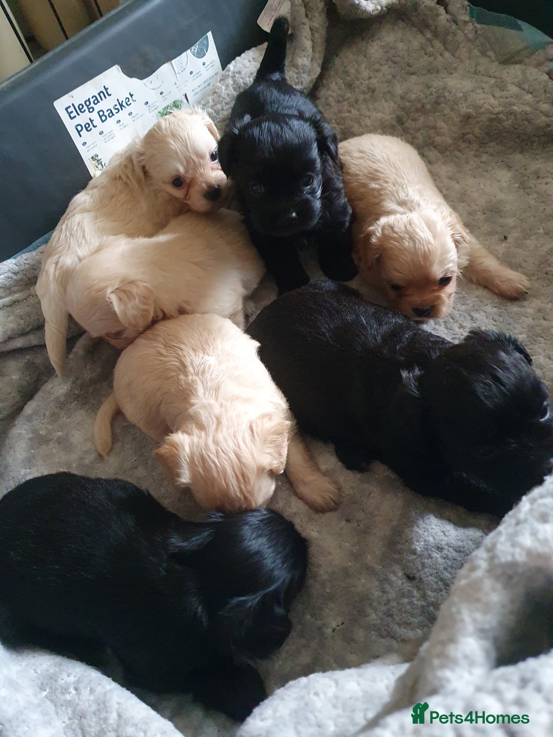 Chipoo dogs for sale: Beautiful Chipoo puppies.  - Image 2