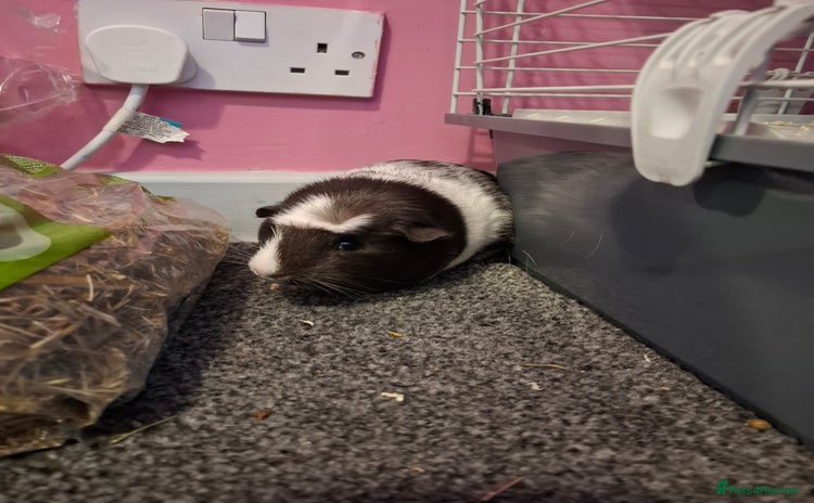 Guinea Pig rodents - Advert 1