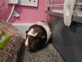 Guinea Pig rodents - Advert 26