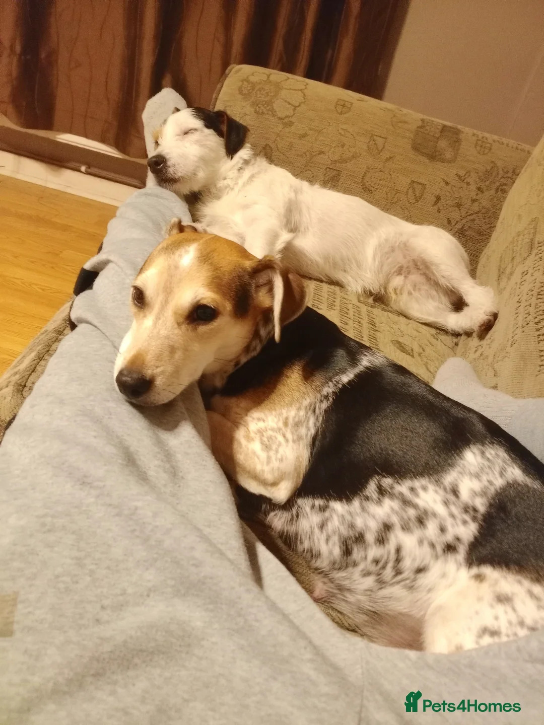 Mixed Breed dogs for sale: Parson Russell x Jack Russell  - Advert 13