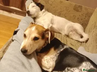 Mixed Breed dogs Parson Russell x Jack Russell - Advert 14