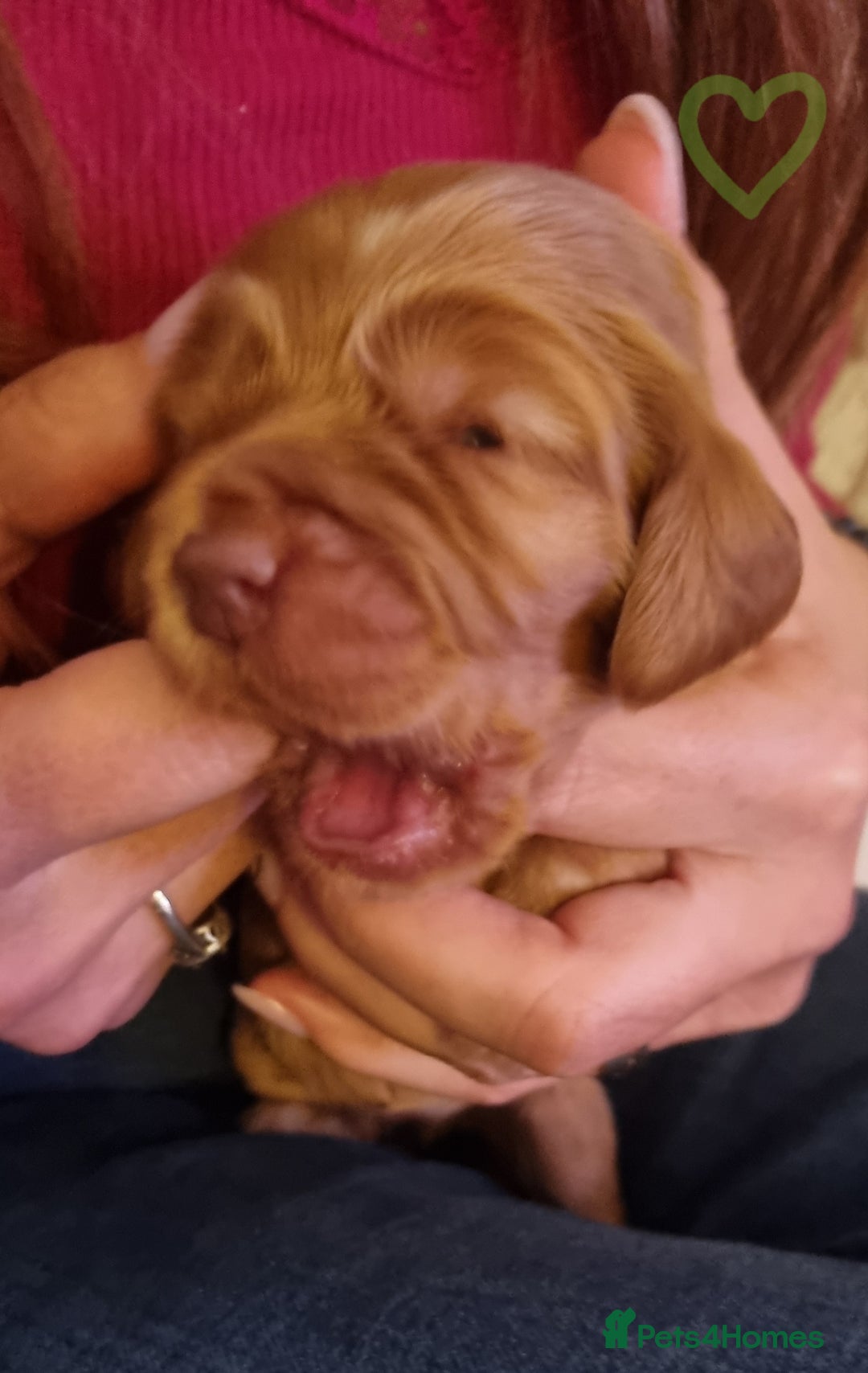 Cocker Spaniel dogs for sale: Charming English Show Cocker Spaniel Puppies  - Advert 29