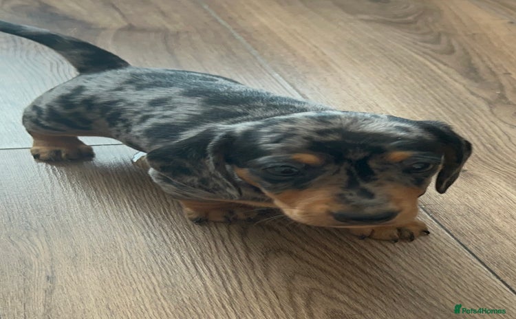 Miniature Dachshund dogs - Advert 5