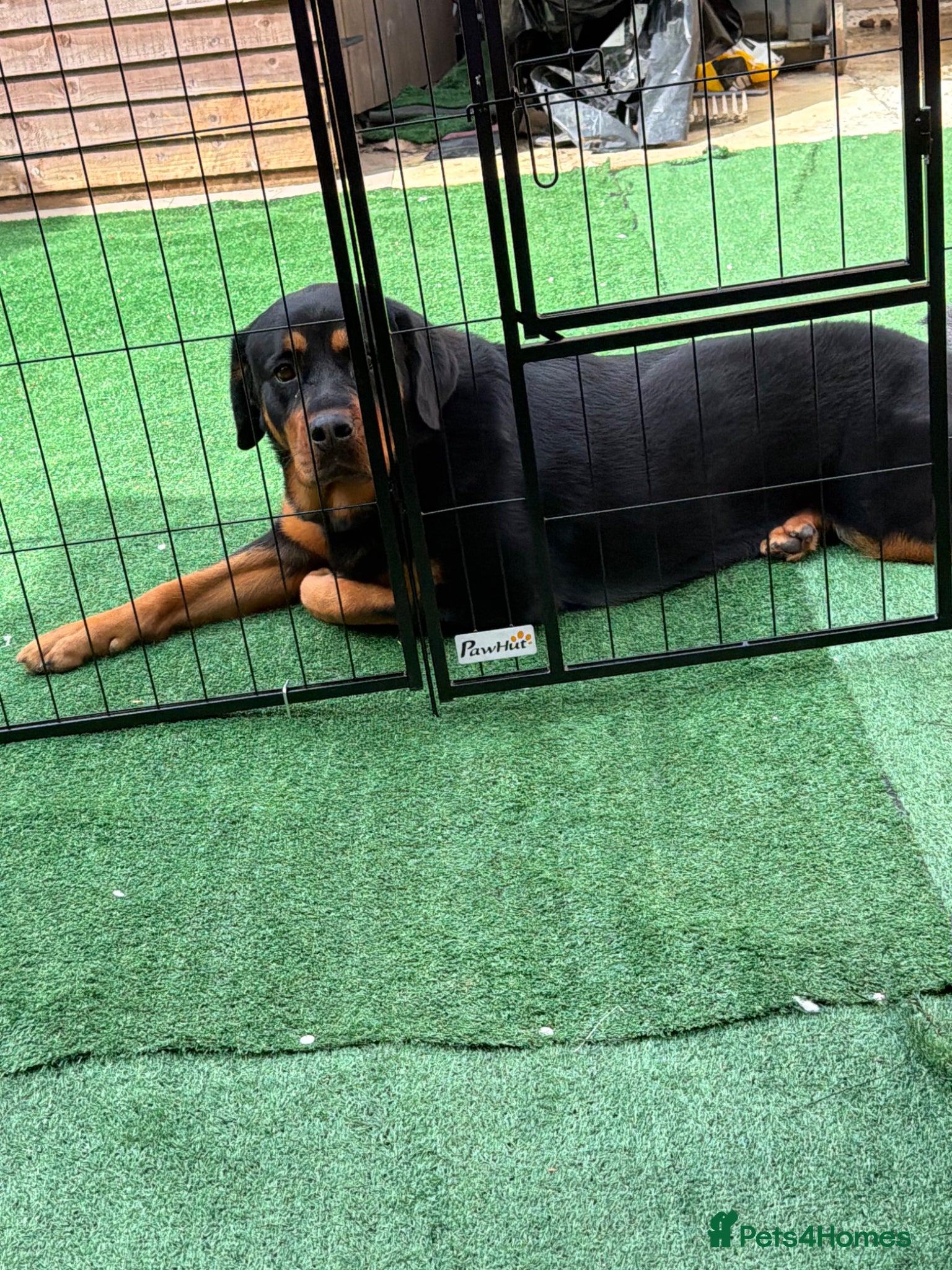 Mixed Breed dogs Bella - Advert 3