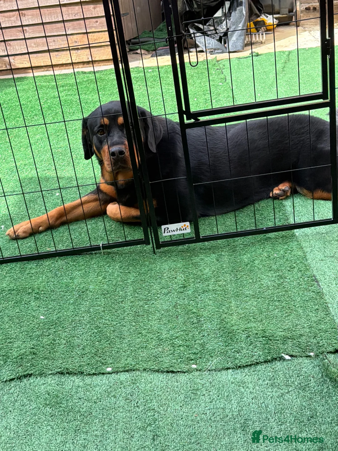 Mixed Breed dogs for sale: Bella - Advert 1