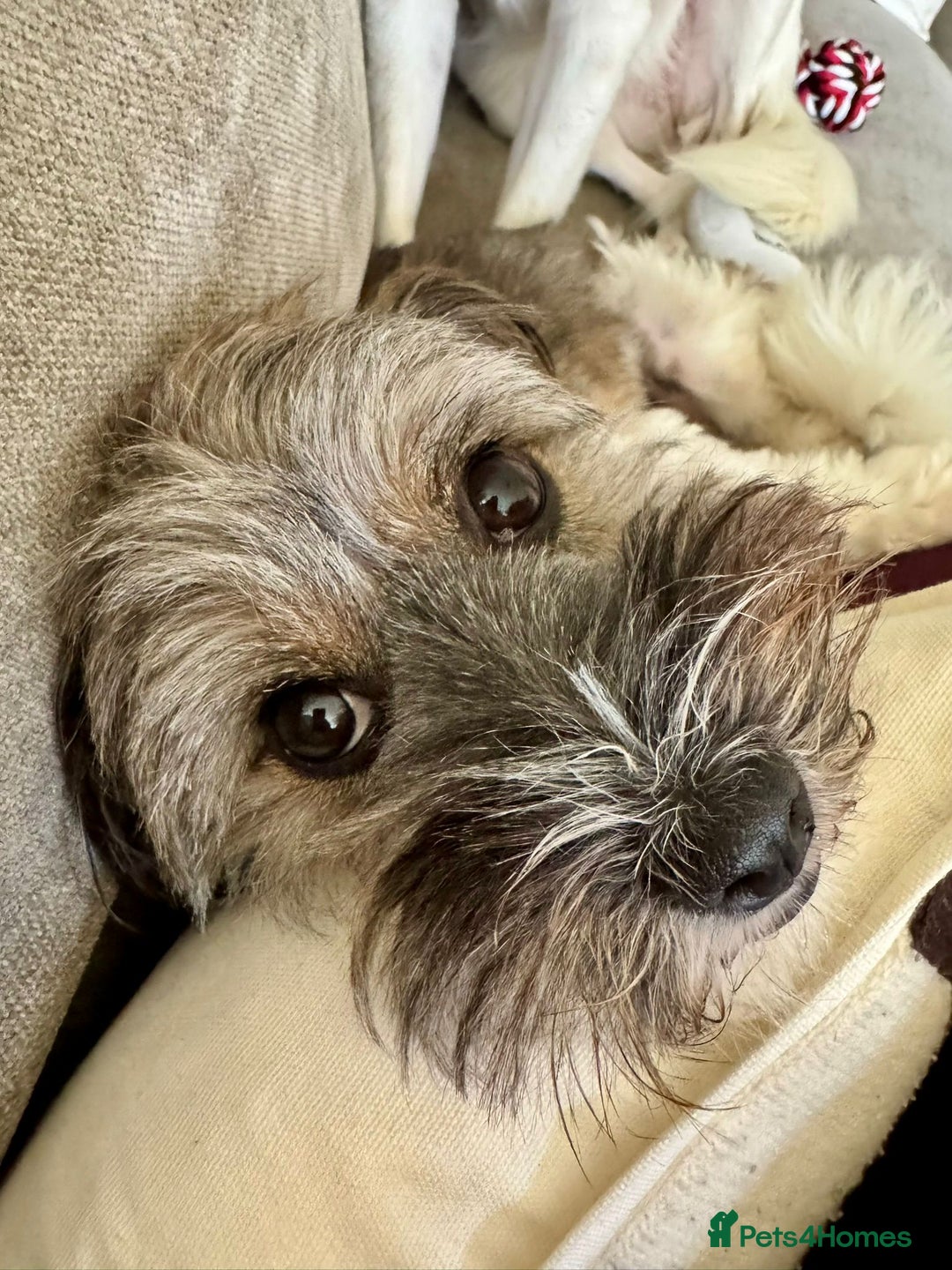 Mixed Breed dogs for adoption: Pepito  - Image 9