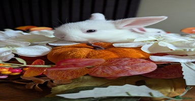 Mixed Breed rabbits - Advert 3
