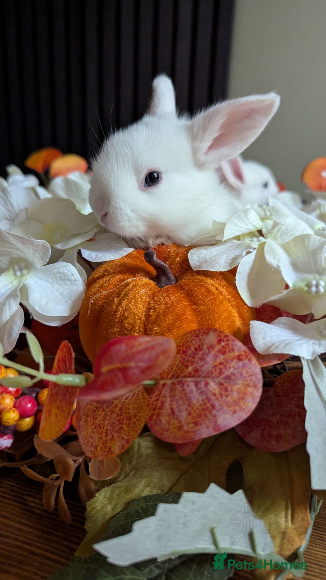 Mixed Breed rabbits for sale: Three white baby rabbits for sale - Image 3
