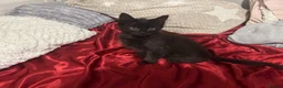 Mixed Breed cats for sale: Beautiful Male Kittens 🥰 in Dartford - Advert 2