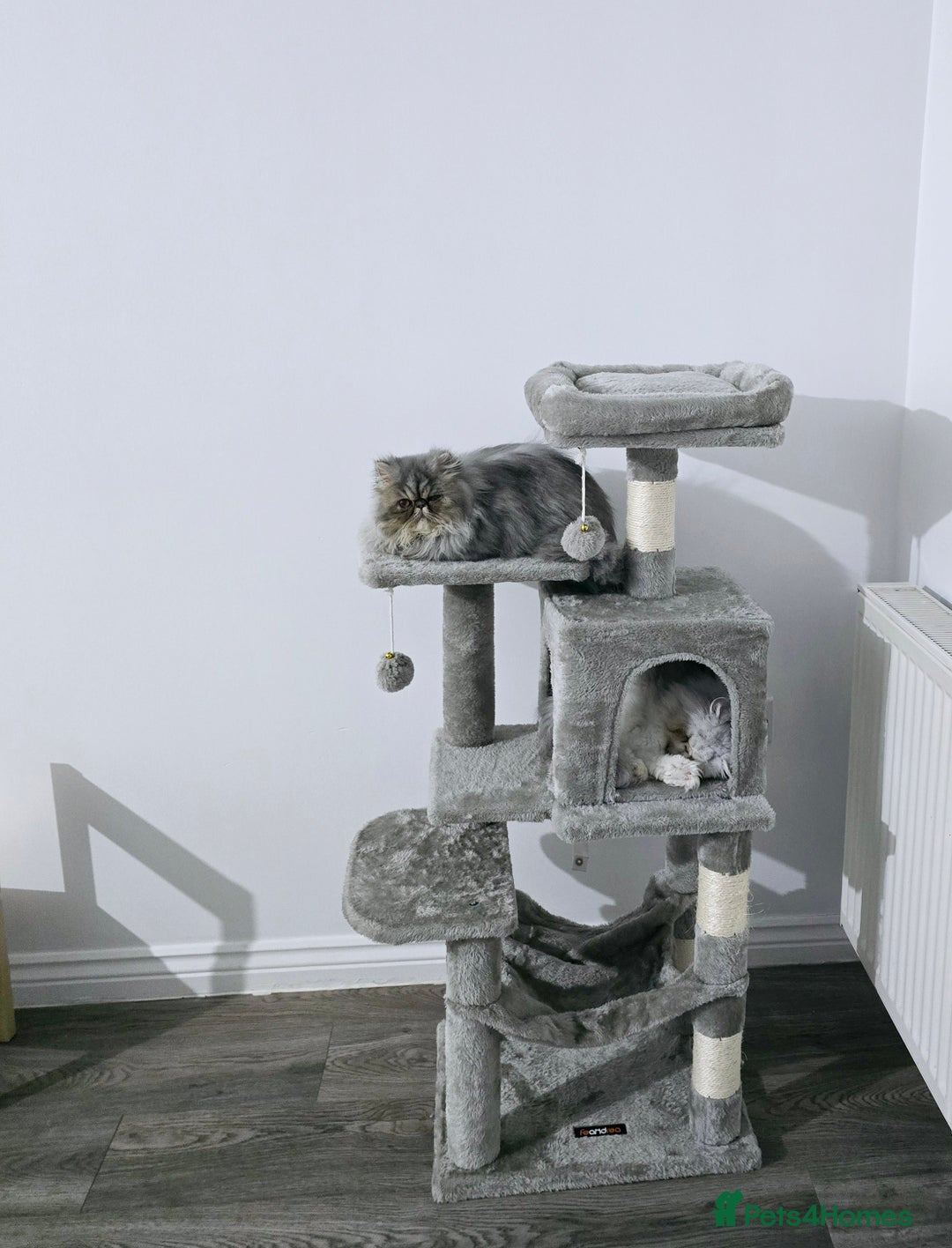 Persian cats for sale: Beautiful SILVER Tabby 10M Persian Female Kitten - Advert 5