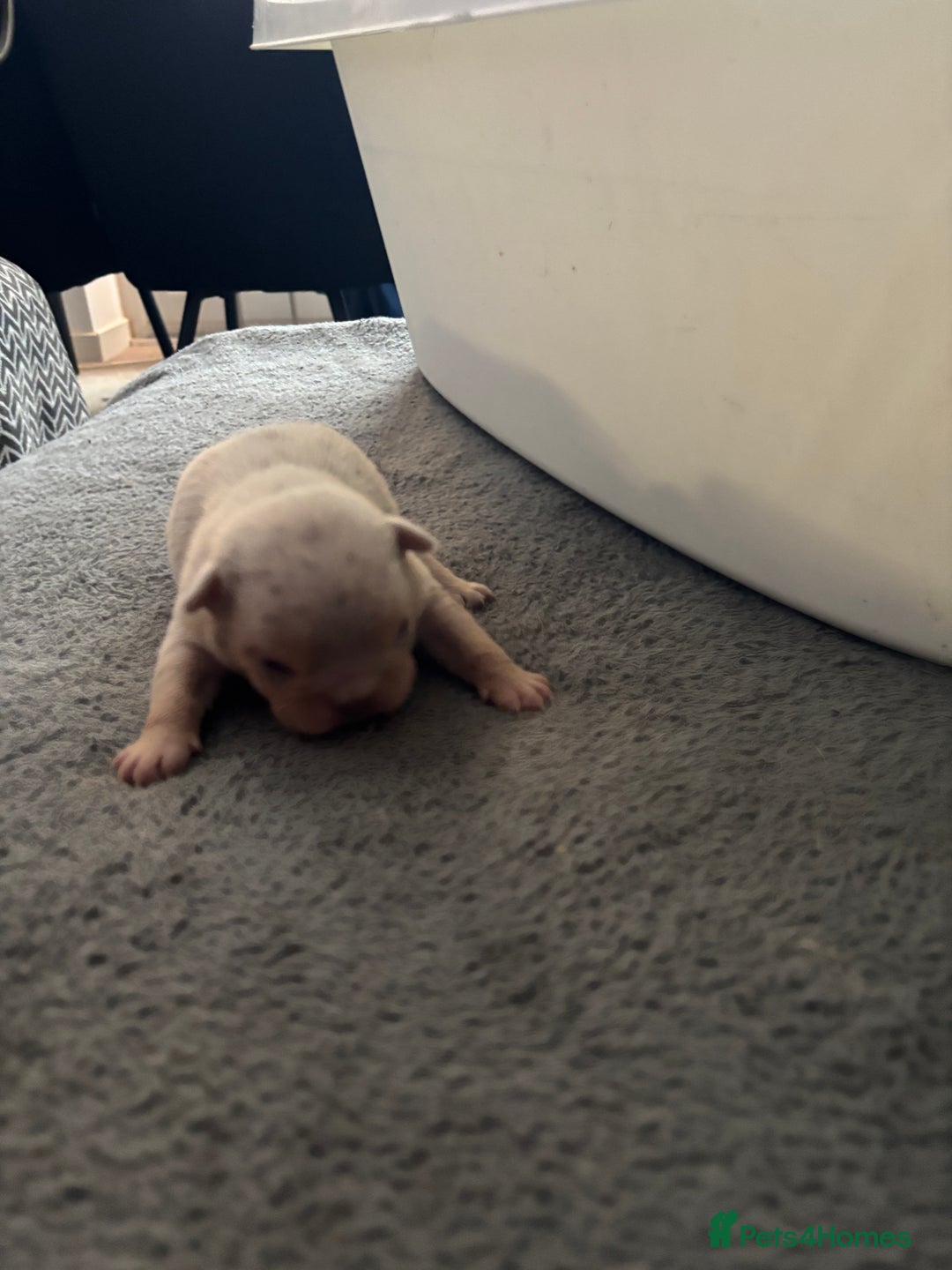 Mixed Breed dogs for sale: French bulldog X English bulldog  - Image 7