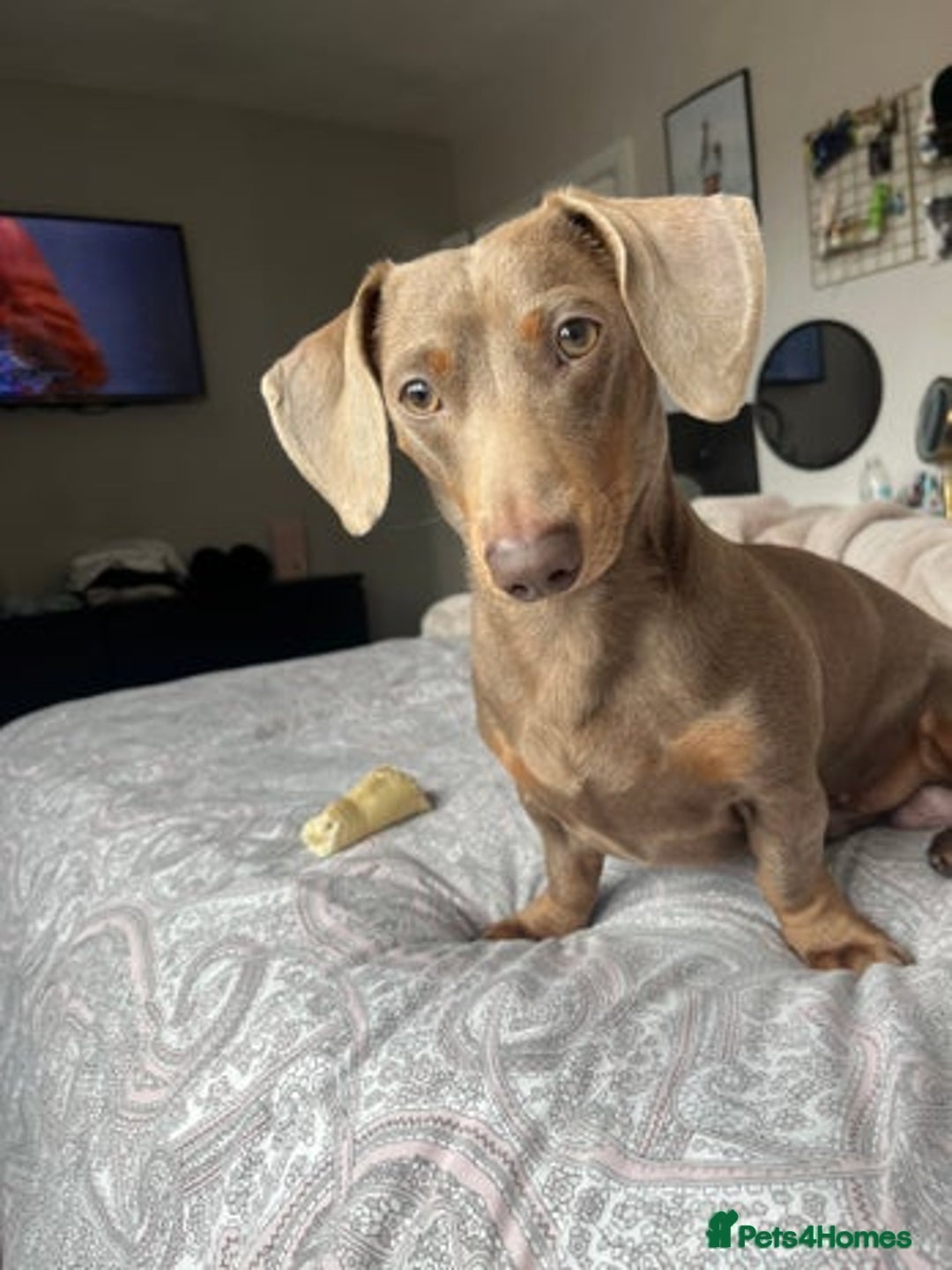 Dachshund dogs for sale: Isabella and Tan Standard Daschund  - Image 4