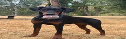 Dobermann dogs for sale: 10-Month-Old Female Doberman – Well-Trained - Advert 6