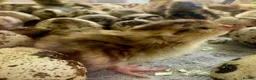 Quail poultry for sale: Coturnix Quail – Mixed Colours + Celadon Males - Advert 9