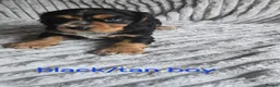 Cocker Spaniel dogs for sale: Beautiful working cocker spaniel puppies  - Advert 7