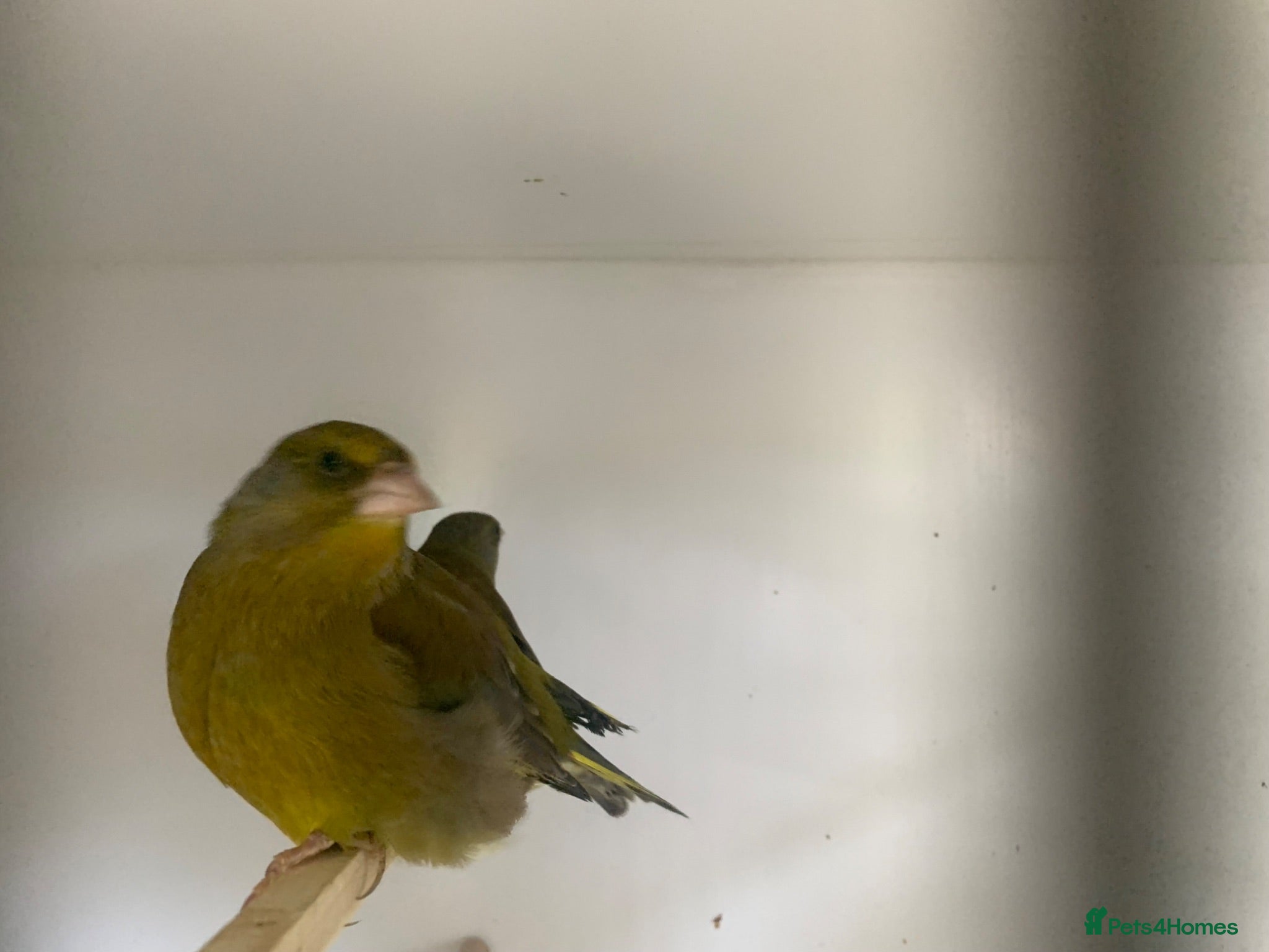 Finches birds Green finches - Advert 2