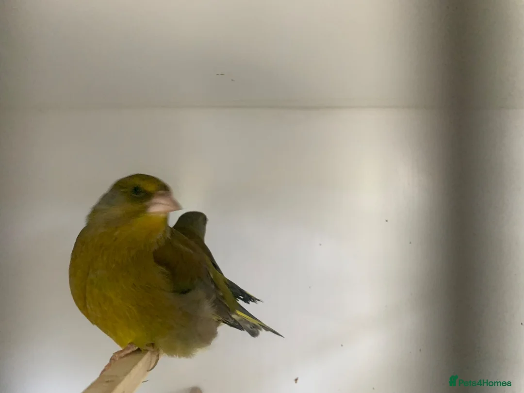 Finches birds for sale: Green finches - Advert 1