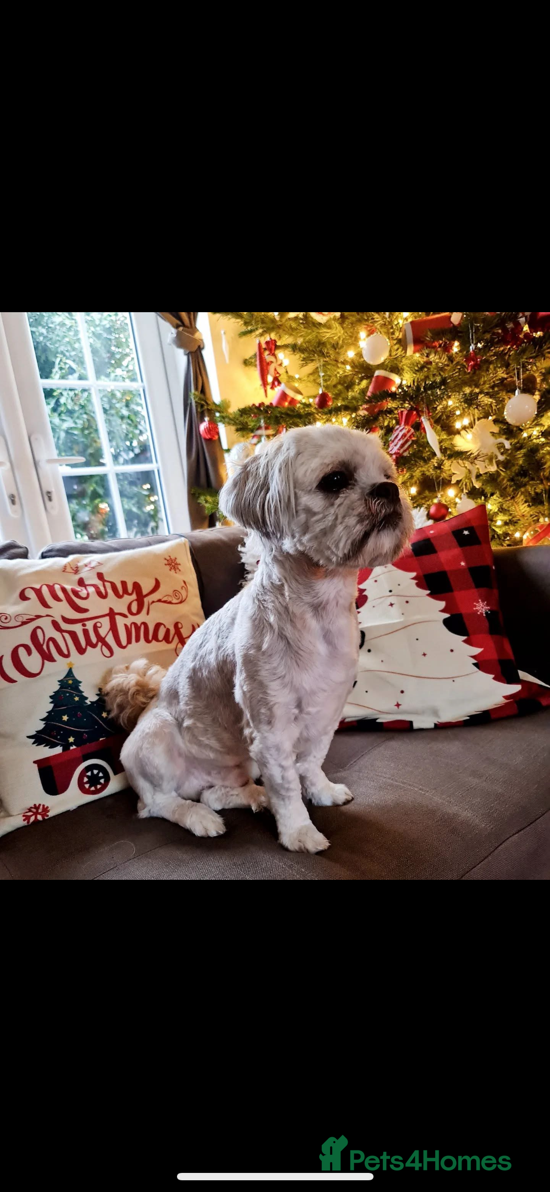 Lhasa Apso dogs ❤️JORGIE,LHASA APSO STUD❤️ - Advert 3