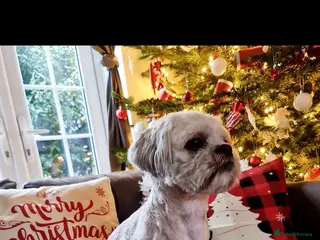 Lhasa Apso dogs ❤️JORGIE,LHASA APSO STUD❤️ - Advert 1