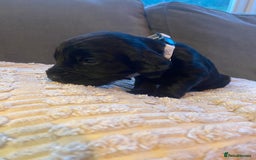 Cocker Spaniel dogs for sale: 10 Gorgeous KC Cocker Spaniel Puppies - Image 10