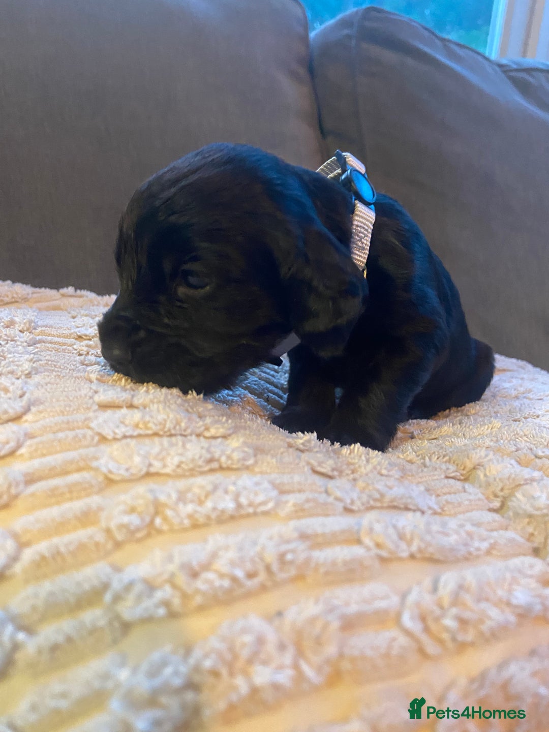 Cocker Spaniel dogs for sale: 10 Gorgeous KC Cocker Spaniel Puppies - Image 10