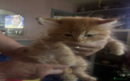 Ragdoll cats for sale: Gorgeous Kittens Available  - Image 5